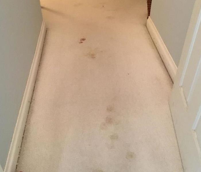 Before Bio Carpet Cleaning - Blood